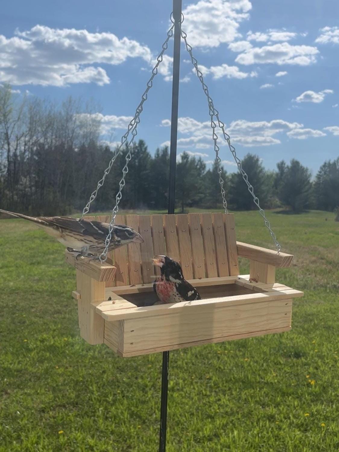 Rose-breasted grosbeaks on a clear-coat porch-swing feeder.