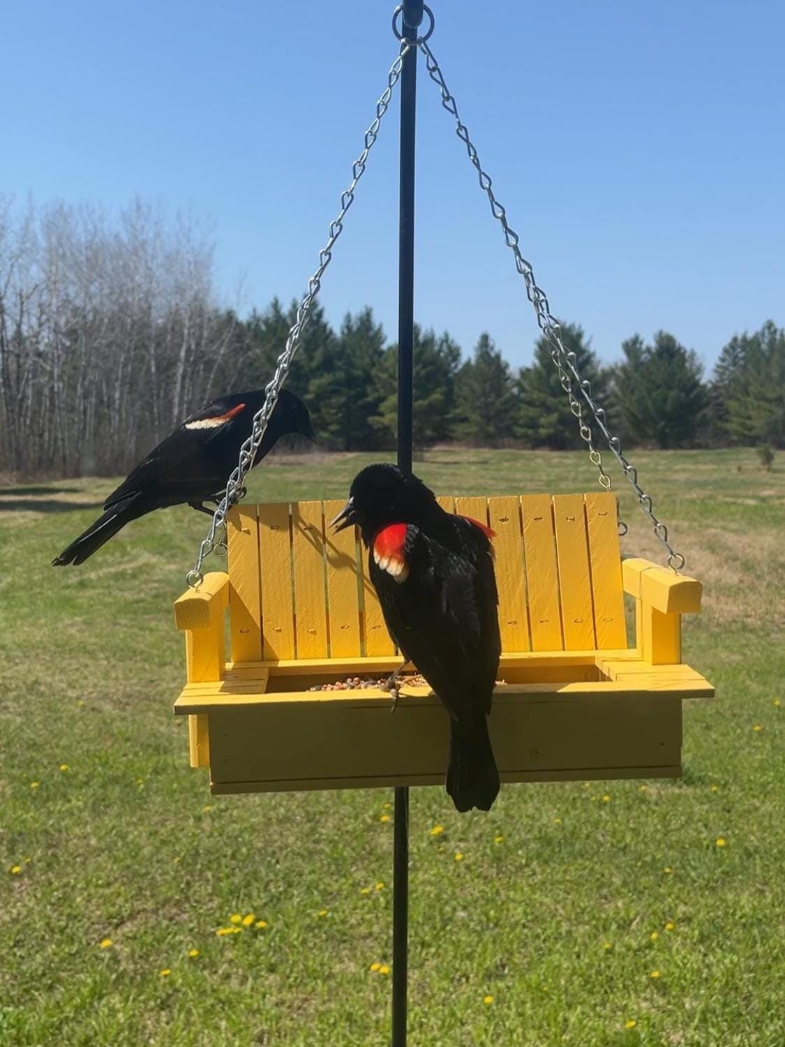 Two red-winged blackbirds on a canary yellow porch-swing feeder.
